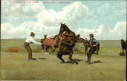Ranching in the West - Saddling a Bronco Postcard