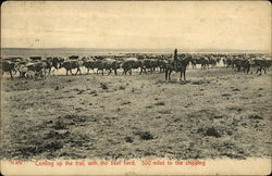 Coming up the Trail, with the Beef Herd. 300 Miles to the Shipping Cowboy Western Postcard Postcard