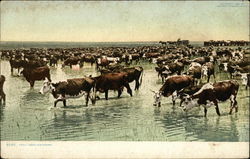 "Trail Herd Watering" - Cattle Drive Cowboy Western Postcard Postcard