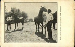 Hume Stock Show - Judging the Horses Postcard Postcard