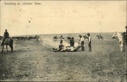 Branding an Outlaw Steer Postcard