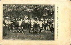 Hume Stock Show - In The Cattle Ring Hume Stock Show - In The Cattle Ring