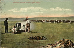 Branding calves on the open range Cows & Cattle Postcard Postcard