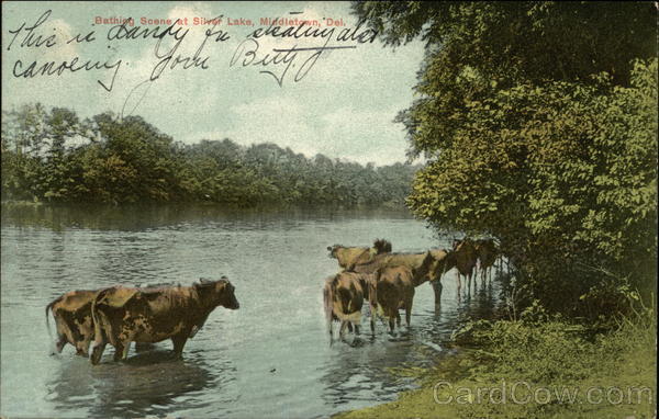 Bathing Scene at Silver Lake - Cattle Middletown Delaware