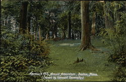 Arnold Arboretum, Hemlock Hill Boston, MA Postcard Postcard
