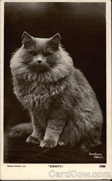 Dignity Cats