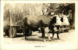 Digby, N.S Postcard