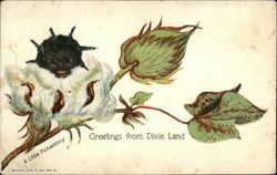 Greetings from Dixie Land, a Little Pickaninny Postcard