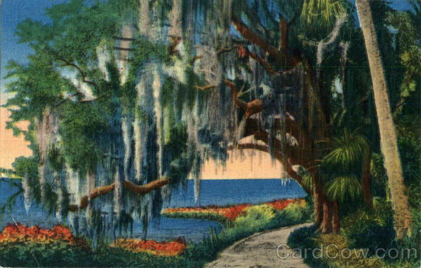 An Old Moss Oak Scenic Florida