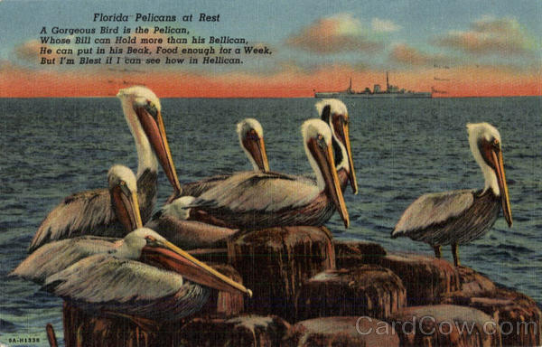 Florida Pelicans at Rest Scenic