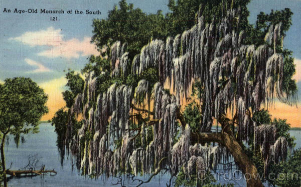 An Age-Old Monarch of the South Scenic Florida