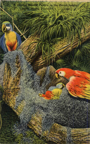 Colourful Macaws Family in the Parrot Jungle Miami Florida