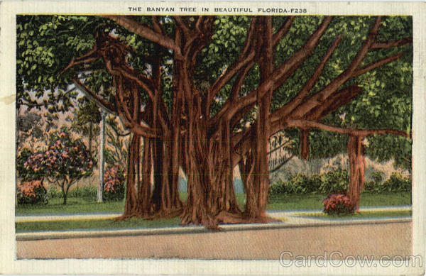 The Banyan Tree in Beautiful Florida Trees