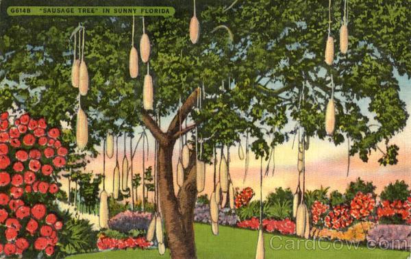 Sausage Tree In Sunny Florida Trees