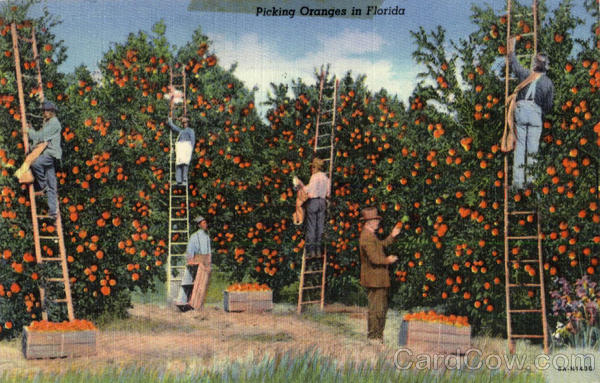 Picking Changes in Florida Farming