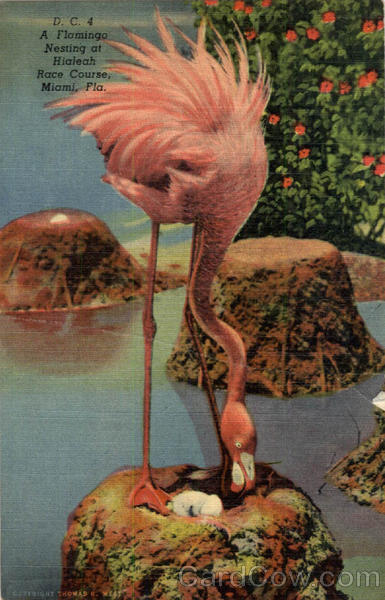 A Flamingo Nesting at Hialeah Race Course Miami Florida