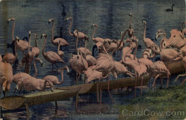 Florida's Graceful Flamingos Birds