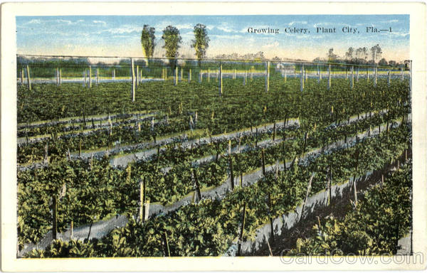 Growing Celery Plant City Florida