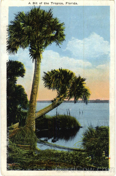A Bit of the Tropics Scenic Florida