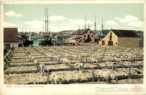 Drying Fish Gloucester Massachusetts