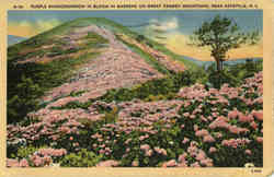 Purple Rhododendron In Bloom in Gardens On Great Craggy Mountain Postcard