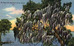 An Age-Old Monarch of the South Postcard
