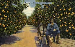 Among the Orange Groves Postcard