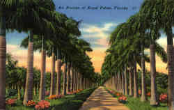 An Avenue of Royal Palms Postcard
