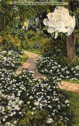 Gardenia Time in Florida Postcard