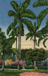 Stately Royal Palms in Florida Postcard