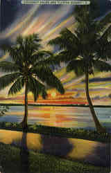 Cocoanut Palms and Florida Sunset Postcard