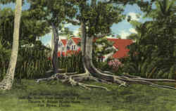 Moreton Bay Big Tree Postcard
