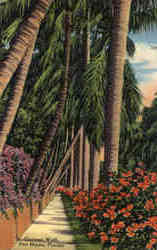 Coconut Walk Postcard