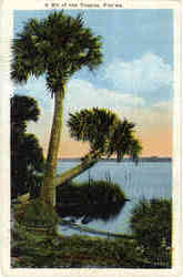 A Bit of the Tropics Postcard