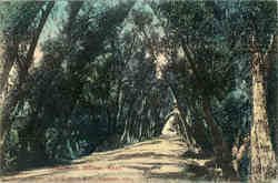 Willows Road Postcard