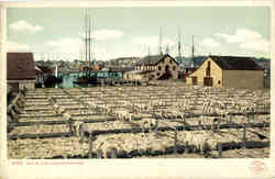 Drying Fish Postcard