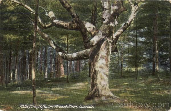 The Wizard Birch, Intervale White Mountains New Hampshire