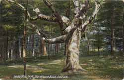 The Wizard Birch, Intervale Postcard