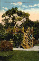 Old Apple Tree, Canobie Lake Park New Hampshire Postcard Postcard