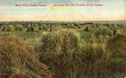 Wheat Field - Canadian Pacific Railway Postcard