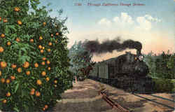 Through California Orange Groves Postcard