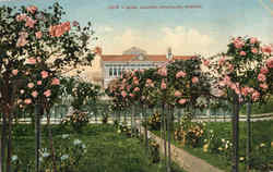 Rose Garden Postcard