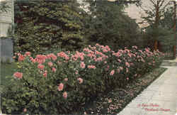 A Rose Hedge Portland, OR Postcard Postcard