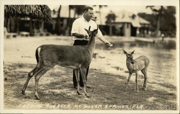 Feeding the Deer Silver Springs Florida