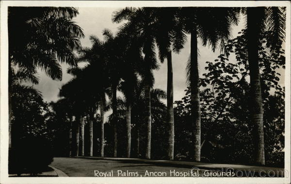Royal Palms, Ancon Hospital Grounds Panama