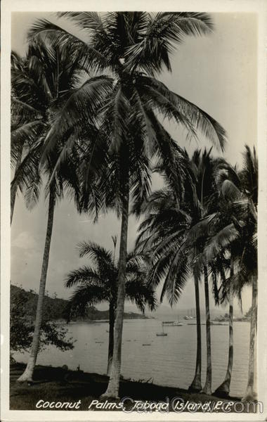Coconut Palms Taboga Island Panama