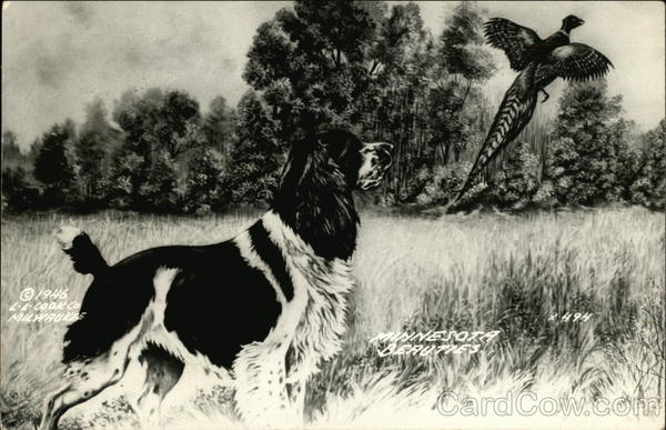 Minnesota Beauties Dogs