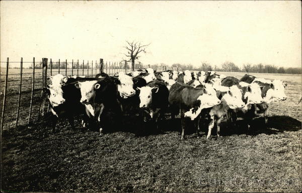 Group Of Cattle 55