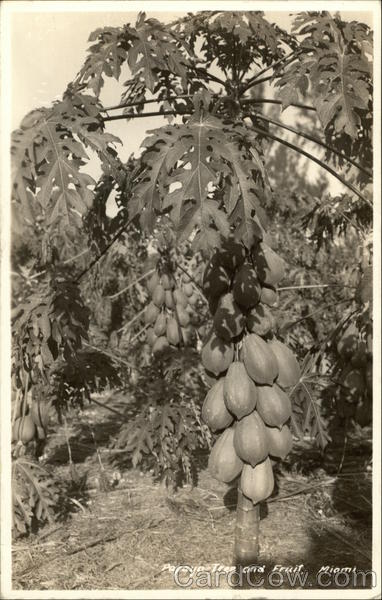Papaya Tree and Fruit Miami Florida