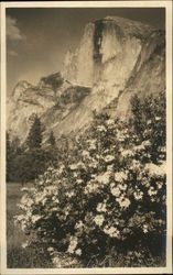 Mountain and Flowering Bush in Foreground Postcard